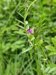 Vicia sativa nigra