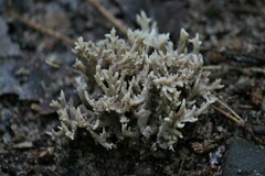 Clavulina coralloides