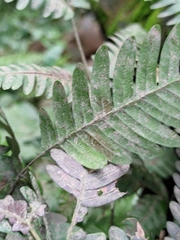 Pteris fauriei