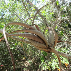 Tillandsia flexuosa
