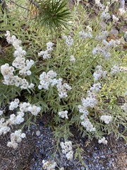 Anaphalis margaritacea