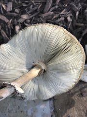 Chlorophyllum