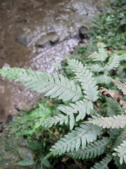 Pteris fauriei