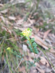 Pimelea flava flava