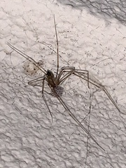 Crossopriza lyoni
