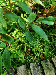 Sambucus canadensis