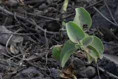 Cryptocarpus pyriformis