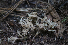 Clavulina coralloides
