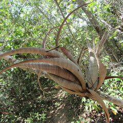 Tillandsia flexuosa