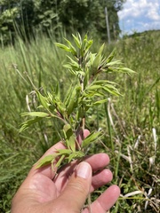 Dichanthelium scoparium