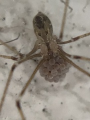 Crossopriza lyoni