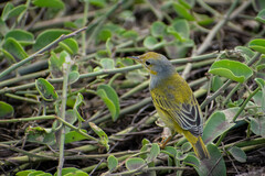 Setophaga petechia aureola