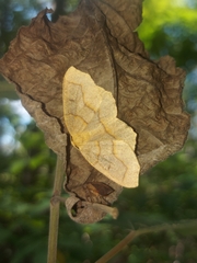 Lambdina fiscellaria