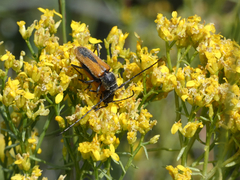 Crossidius suturalis