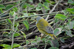 Setophaga petechia aureola