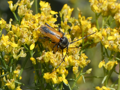 Crossidius suturalis