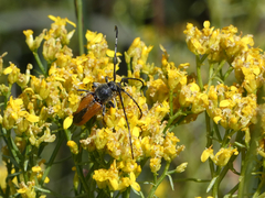 Crossidius suturalis