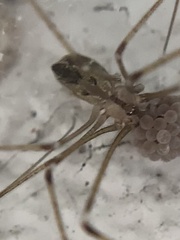 Crossopriza lyoni