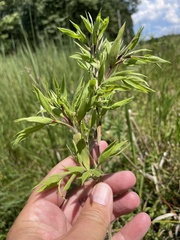 Dichanthelium scoparium