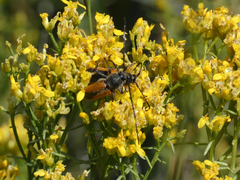 Crossidius suturalis