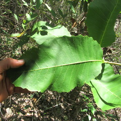 Curatella americana