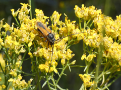 Crossidius suturalis