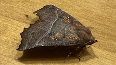 Scoliopteryx libatrix