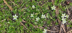 Arenaria