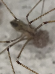 Crossopriza lyoni