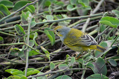 Setophaga petechia aureola