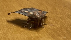 Scoliopteryx libatrix