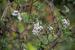 Tournefortia hartwegiana