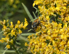 Crossidius suturalis