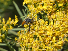 Crossidius suturalis