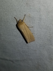 Mythimna oxygala