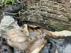 Leiobunum aldrichi