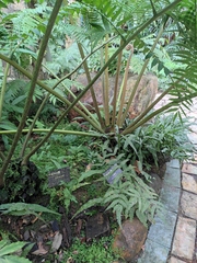 Angiopteris fokiensis