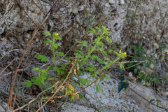 Cleome viscosa