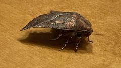 Scoliopteryx libatrix