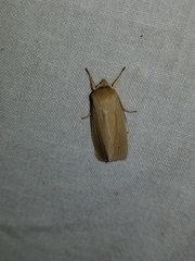Mythimna oxygala