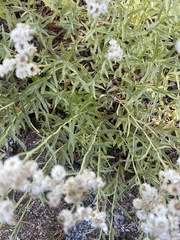 Anaphalis margaritacea