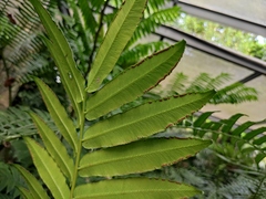 Angiopteris fokiensis