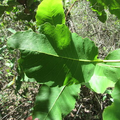 Curatella americana