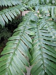 Angiopteris fokiensis