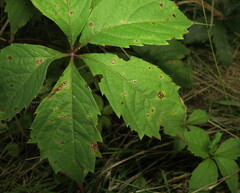 Phyllosticta parthenocissi