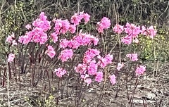Amaryllis belladonna