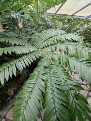 Angiopteris fokiensis