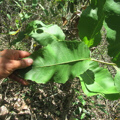 Curatella americana