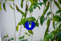 Clitoria ternatea
