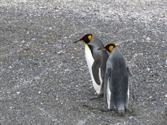 Aptenodytes patagonicus